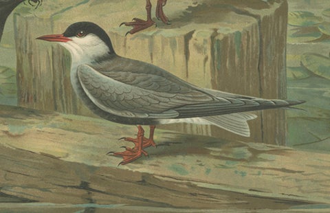 Antique Bird Print of Black Terns in Marsh Landscape, 19th Century, close-up 3