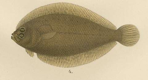 Norwegian Topknot, Spotted Flounder and Scaldfish - Graceful Flatfish Lithograph, close-up 2