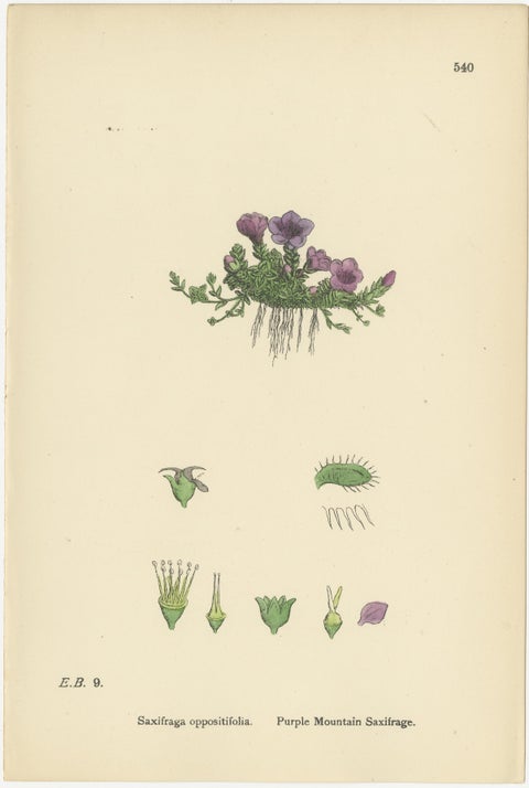 Hand-Colored Botanical Engravings of Naval-wort and Mountain Saxifrages, 1902, view 3
