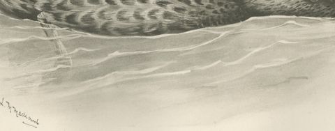 Duck Feeding, Antique Bird Print after Lilian Medland, circa 1909, close-up 1