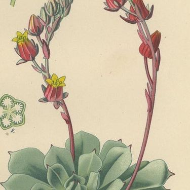 Botanical Succulent Prints: Sedum Spectabile & Sieboldii, Cotyledon Secunda 1897, close-up 2