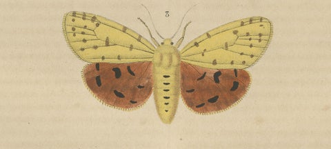 Handcolored Variations of Moths: A Study in Lepidoptera Elegance, 1845, close-up 3