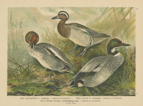 Ducks in Breeding Plumage, Antique 19th Century Chromolithograph Print, close-up 6