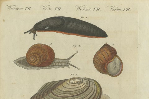 Exquisite 1805 Hand-Colored Engraving of Mollusks and Slugs from Bertuch’s Work, close-up 1