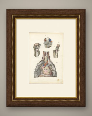 Nerves of the Heart and Larynx, Antique Hirschfeld Anatomy Print, 1866, shown framed