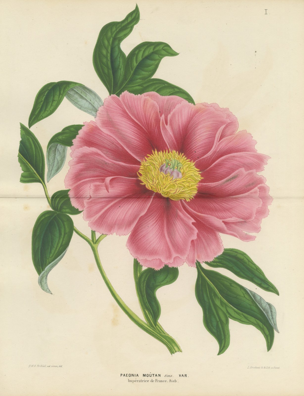 Tree Peony Impératrice de France, Paeonia Moutan Chromolithograph, 1858
