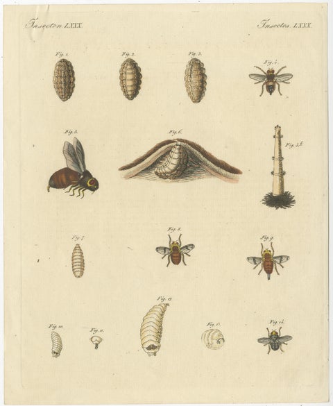 Set of 3 Antique Prints of various Insects including Wasps and Flies, view 5