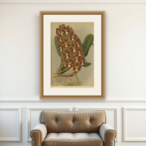 Red and Gold Orchid Print, Odontoglossum Coronarium, Reichenbachia c.1888, shown framed on a wall