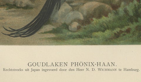 The Golden Phoenix Rooster - A Rare 19th Century Poultry Lithograph, close-up 1