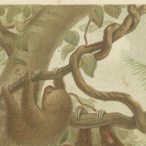 Two-Toed Sloth, Antique Natural History Chromolithograph, 1894, close-up 6