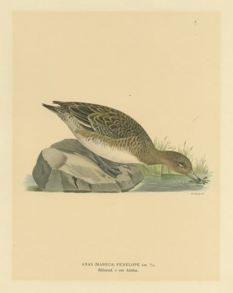 Autumn Repose: Old Bird Print of The Eurasian Wigeon by Magnus von Wright, 1929, view 3