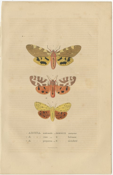 Handcolored Variations of Moths: A Study in Lepidoptera Elegance, 1845, view 2