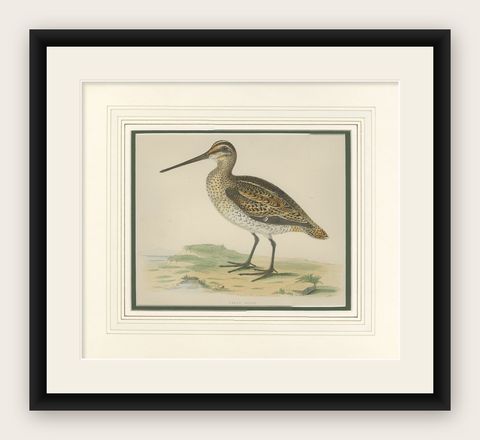 Antique Bird Print of the Great Snipe by Morris '1855', shown framed