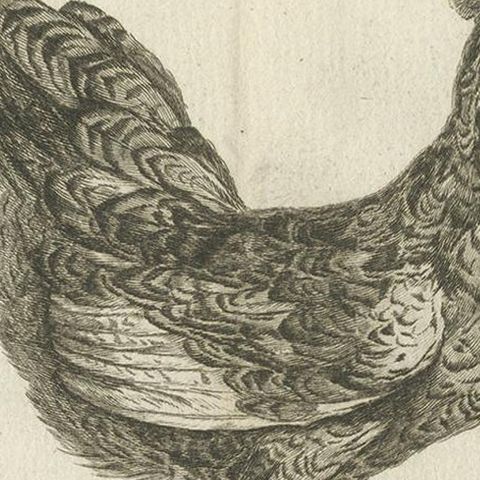 Antique Bird Print of a Numidia Hen by Fessard, 1819, close-up 2