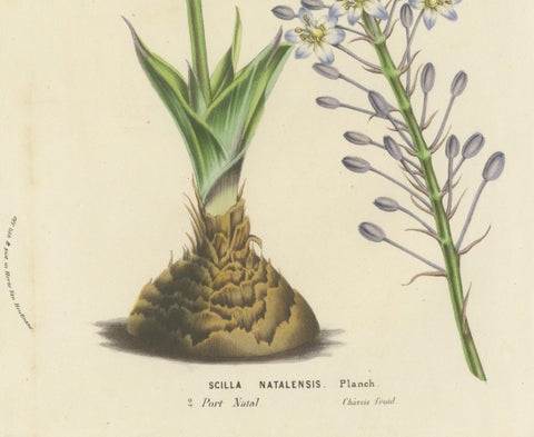 Natal Squill Botanical Illustration by Louis van Houtte, 19th Century, close-up 2