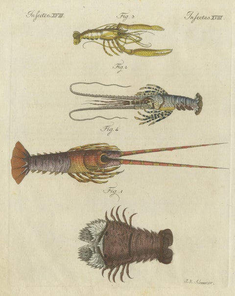 Original Antique Print of a various Lobster and Shrimp, view 3