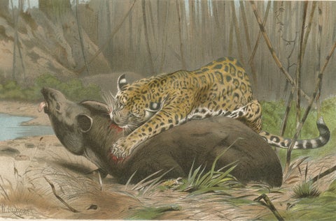 Jaguar Killing Tapir, Dramatic Antique Wildlife Print, Victorian Era, 1894, close-up 1