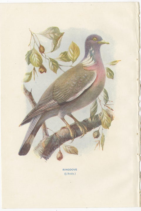 Set of 4 Antique Bird Prints Ringdove, Shore Lark, Nightingale, Rock Dove, view 2