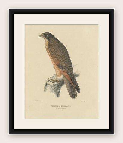 Antique Bird Print of the Grasshopper Buzzard, c.1850, shown framed