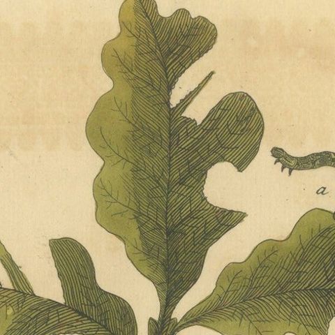English Moths and Caterpillars on Oak and Rose, Antique Insect Engraving, 1720, close-up 1