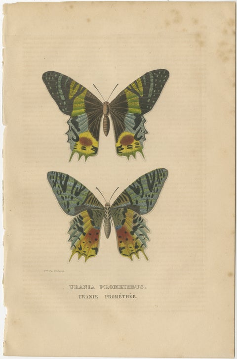 Transcending Time: Urania Prometheus, A Lepidopteral Legacy - Circa 1845, view 2