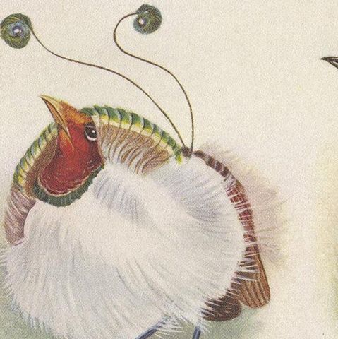 Antique Print of the Magnificent Bird of Paradise and the King Bird of Paradise, close-up 2