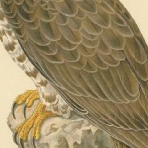 Antique Bird Print of the Honey Buzzard, 1929, close-up 2