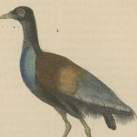 Old Bird Print of The Grey-winged Trumpeter and Black Crowned of Kaffir Crane, close-up 1