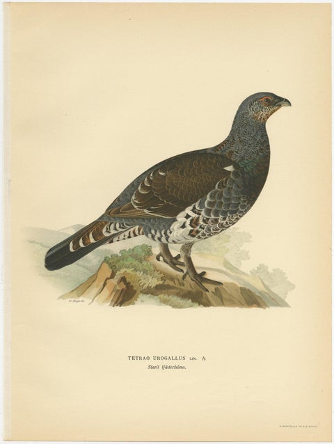 Antique Bird Print of the Western Capercaillie 'Male' by Von Wright, 1929, view 4
