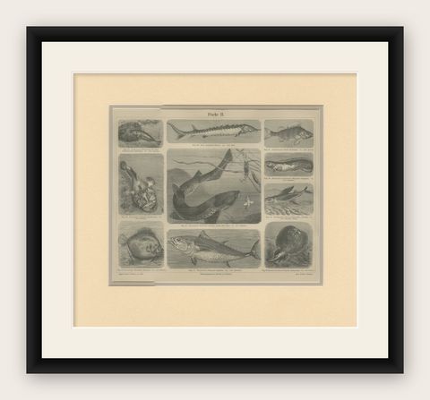 Antique Print of Tuna and Other Fishes, c.1890', shown framed