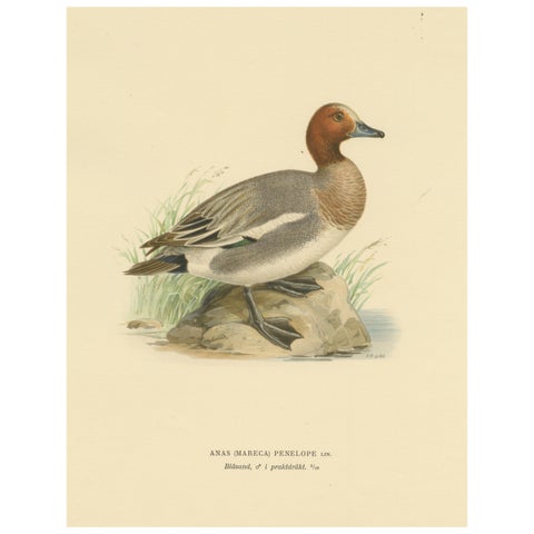 Rustic Grace: A Vintage Print of The Eurasian Wigeon by Magnus von Wright, 1929