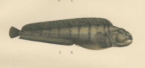 Viviparous Blenny, Wolf Fish, and Black Goby - Exquisite Scandinavian Fish Litho, close-up 4