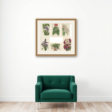 Set of 6 Antique Botany Prints, Wisteria, Scutellaria, Sage 'circa 1853', shown framed on a wall