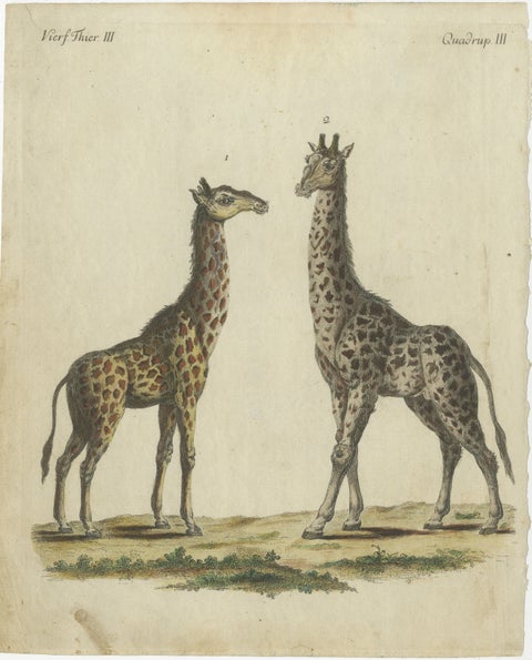 Antique Handcolored Engraving of Giraffes, c.1800, view 2