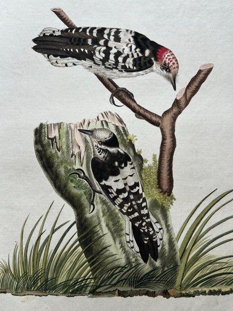Lesser Spotted Woodpecker, Picus Varius Minor, c.1809, view 6