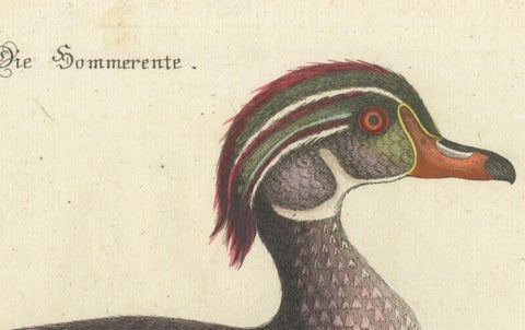 Wood Duck, Die Sommerente / Canard d’Été, after Mark Catesby, Seligmann, c.1770, close-up 3