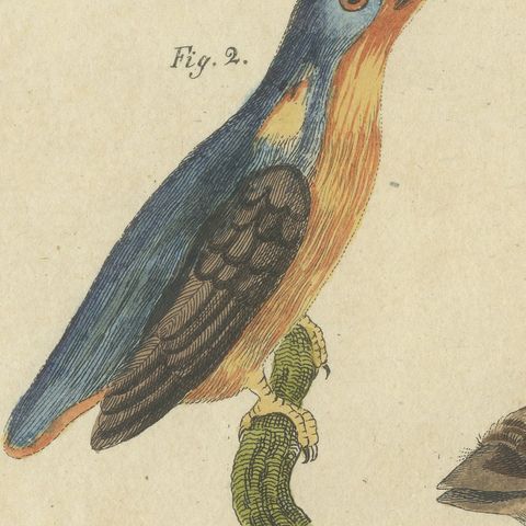 Four Kingfishers on Branches, Antique Bertuch Print, Vienna, circa 1818, close-up 6