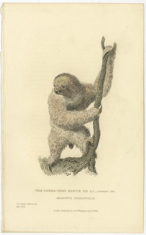 Antique Print with Hand Coloring of a Common Pale-Throated Sloth, view 2