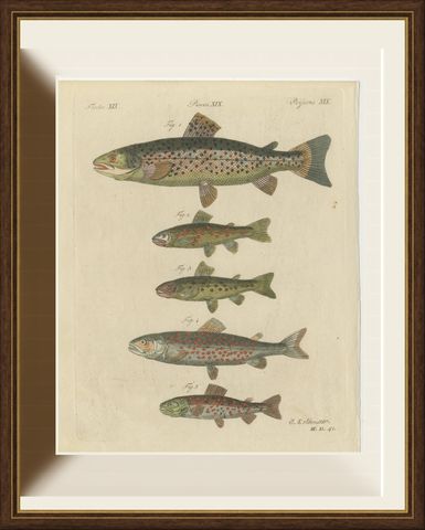 Five Trout with Salmon Trout and Alpine Char, Antique Bertuch Print, circa 1805, shown framed