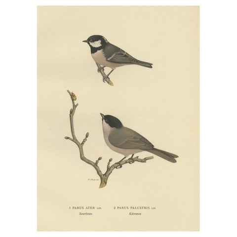 Attractive Antique Bird Print of The Coal Tit, 1927