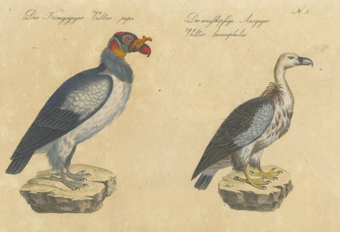 King Vulture, Griffon Vulture & Bearded Vulture Lithograph, 1816, close-up 1