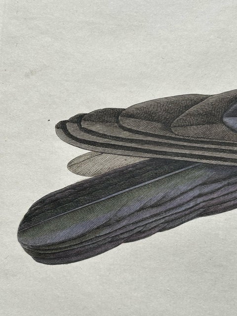 Carrion Crow with Eggs, Hand-Coloured Engraving from Nozeman, 1797, view 5