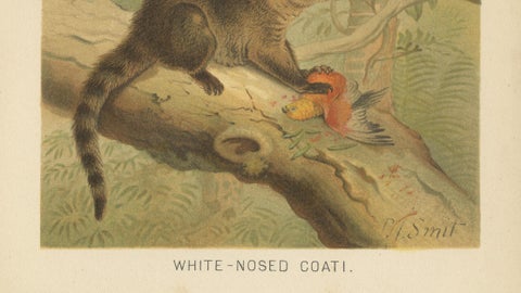 White-Nosed Coati, Antique Tropical Animal Chromolithograph, 1894, close-up 3