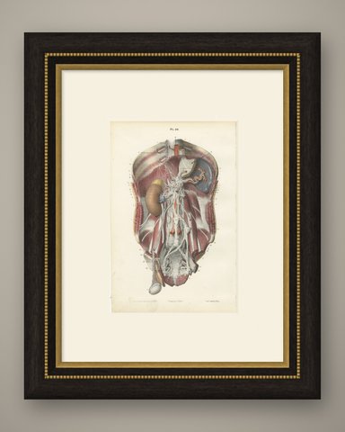 The Sympathetic Chain of the Abdomen, Antique Hirschfeld Anatomy Print, 1866, shown framed