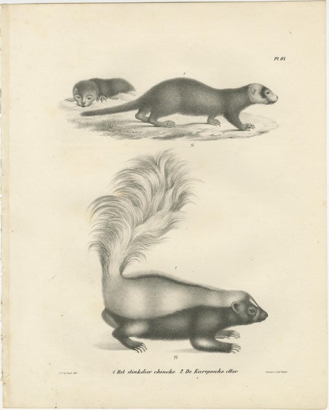 19th-Century Lithograph of a Skunk and European Otter in Exquisite Detail, view 2