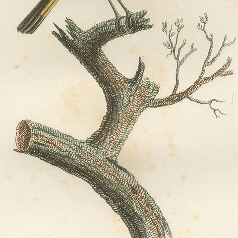 The White Golden Flycatcher - 'Le Moucherolle doré' Antique Ornithological Print, close-up 4