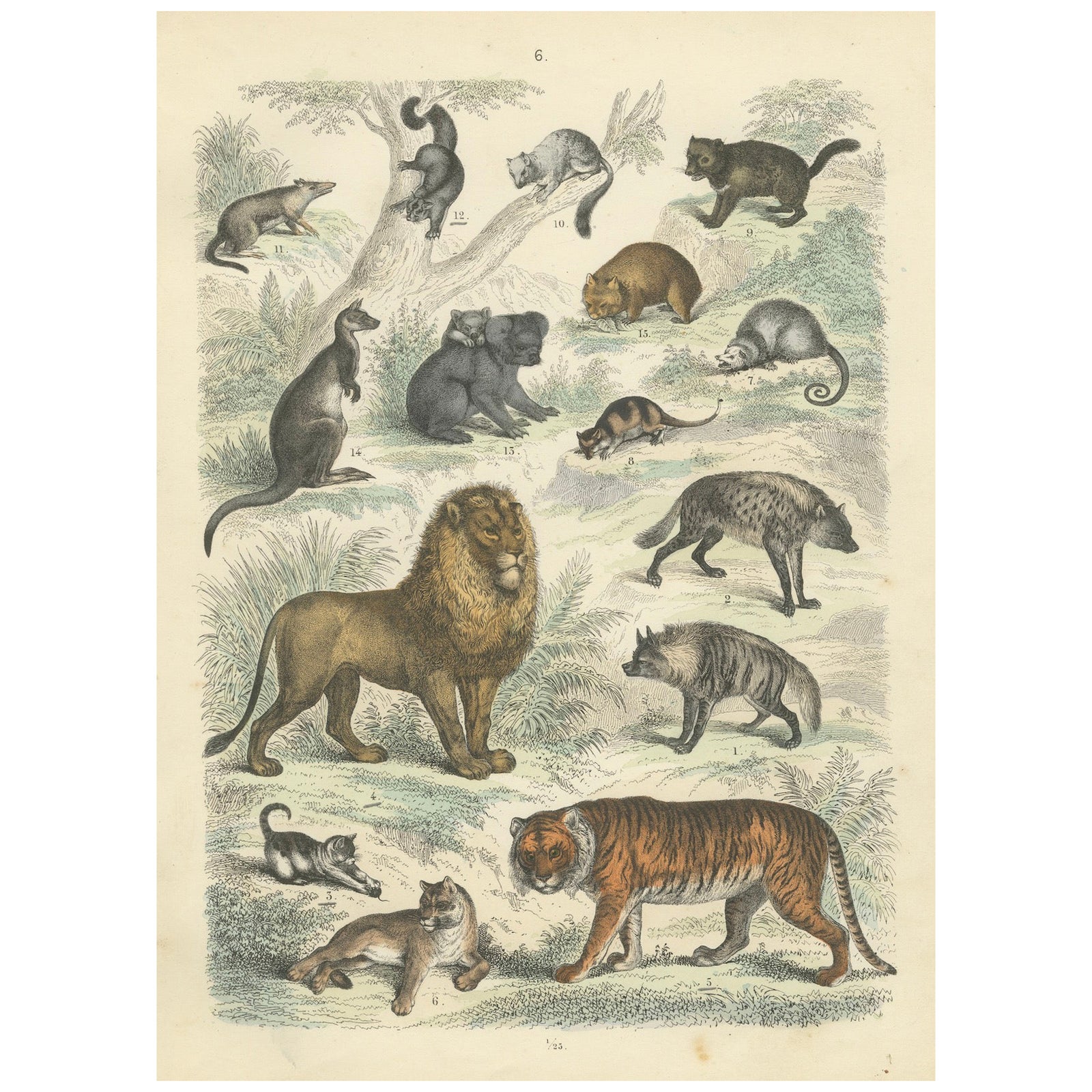 Big Cats & Marsupials Print: Lion, Tiger, Kangaroo, Antique 1867