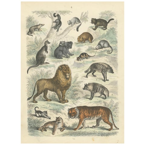 Big Cats & Marsupials Print: Lion, Tiger, Kangaroo, Antique 1867