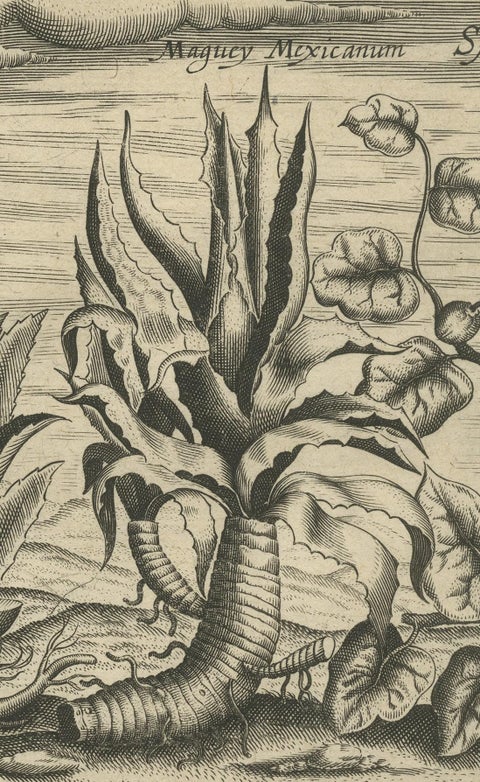 New World Flora: Aloe, Maguey, and Mexican Plants in De Bry's 1601 Work, close-up 3