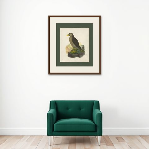 Antique Bird Print of a Latham's Guillemot Made after J. Wolf, 1868, shown framed on a wall